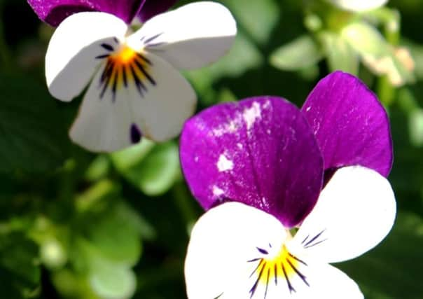 Winter-flowering pansies