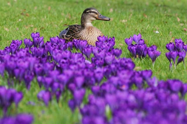 Spring in Ripon and on Barmby Moor, East Yorkshire