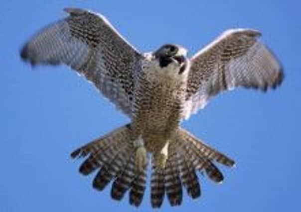 A peregrine falcon in flight.