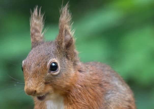 Red squirrel. Photo by Peter Skillen.