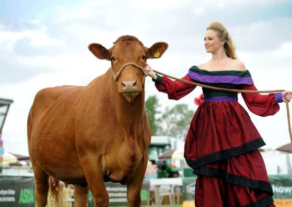 Despite the beef crisis, farmers will showcase their cattle with pride at the Great Yorkshire Show from today. Model Amanda Eyre shows off a five-year-old South Devon, owned by Paul Harrison, Brafferton Herd, Tollerton, York.