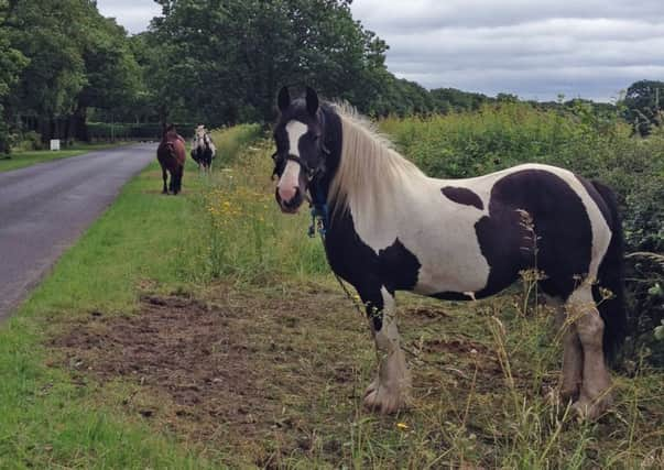 Fly grazing in York