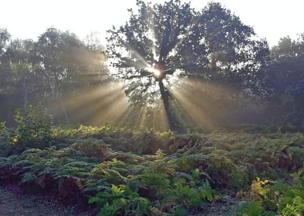 Sunrise at Hill Holt wood.