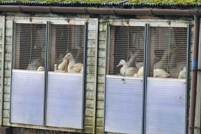 Ducks on a farm in Nafferton, East Yorkshire, where measures to prevent the spread of bird flu are under way after the first serious case in the UK for six years.