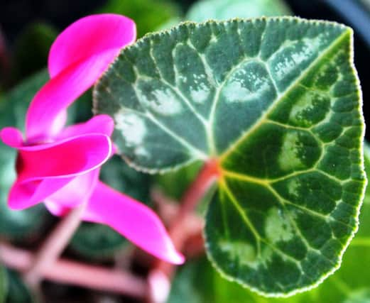 Cyclamen