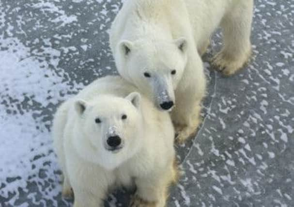 The Arctic ice cap has thinned by more than 50 metres