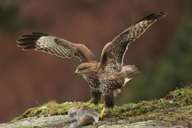 Robert Fuller captures a crisp shot of a buzzard.