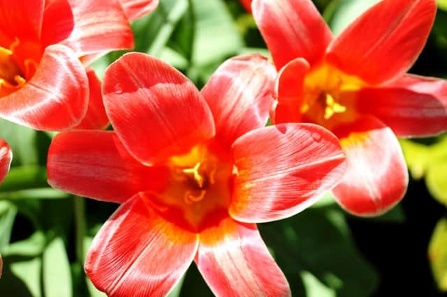 Brighter bulbs: Tulips in the stunning Keukenhof garden.