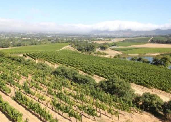 A vineyard in Constantia, in Table Mountains shadow