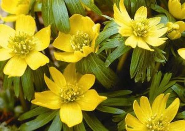 Winter aconite Eranthis hyemalis