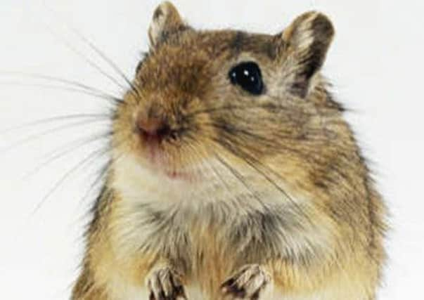 Gerbil populations carried the bacterium Yersinia pesti