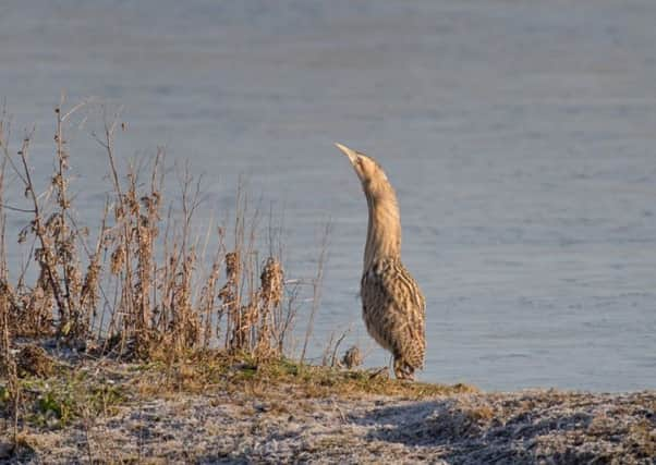 The recovery in numbers of the bittern is a great conservation success story.