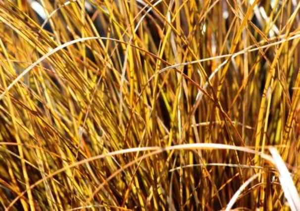 Nows the ideal time to renovate many ornamental grasses.