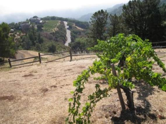 Cool and breezy, vines are above the fog line at Ridge..