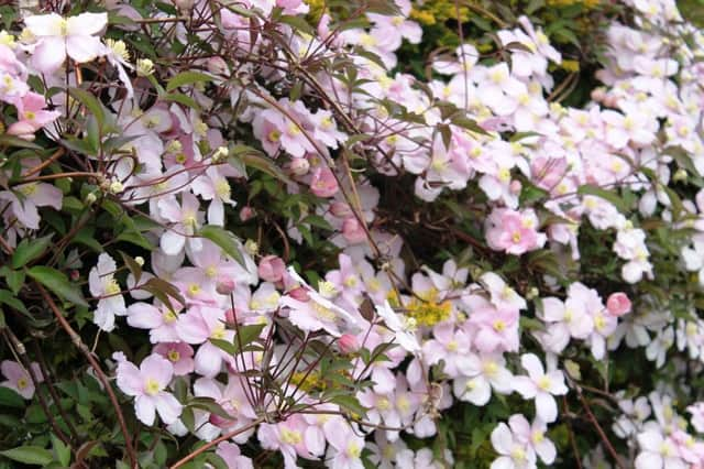 CUTBACKS: The rampant Clematis Montana needs hard pruning once its flowers have faded.