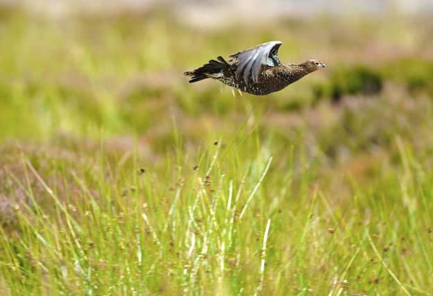 A grouse flies on Spaunton Grouse Moors in North Yorkshire.  Pic: Tony Bartholomew