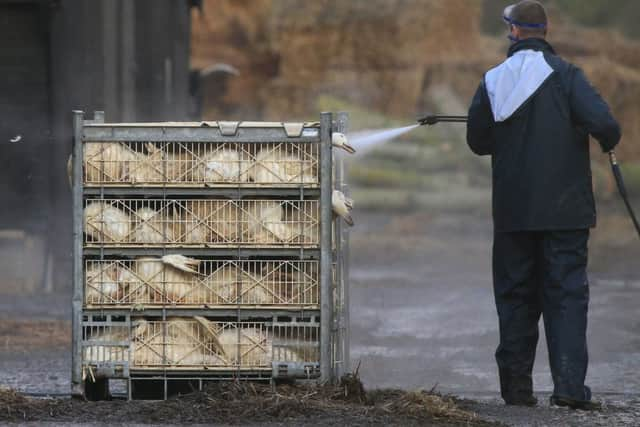 The scene of an earlier outbreak of bird flu last November