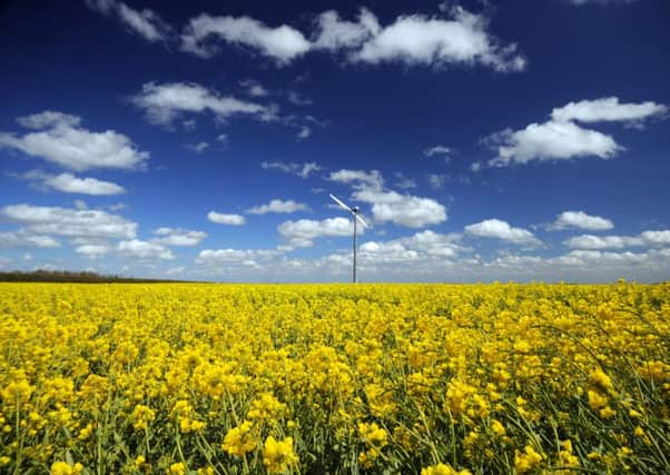 Flea beetle is a major problem for the successful production of oil seed rape. Picture: Simon Hulme