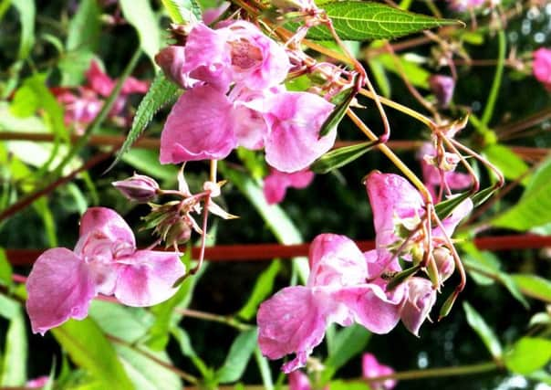 Himalayan Balsam