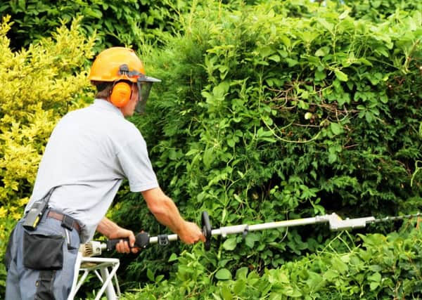 Pruning is one of the joys and chores of late summer.