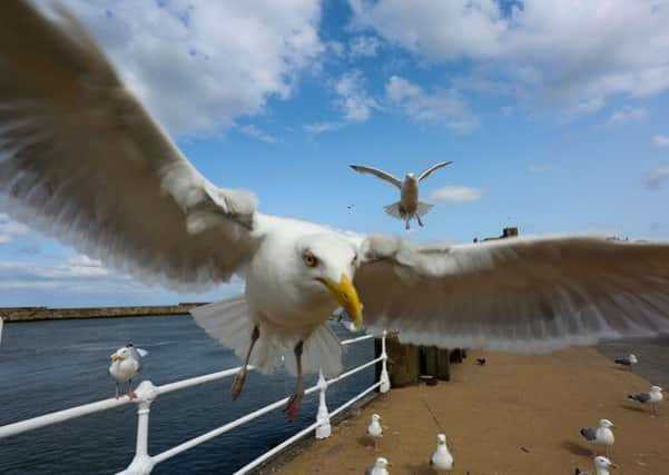 Seagulls