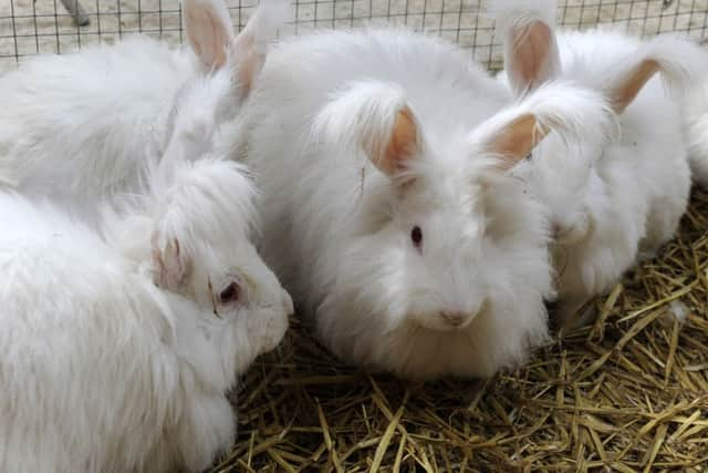 Sarah Paul is the county's only commercial producer of angora wool.  Pictures by Bruce Rollinson