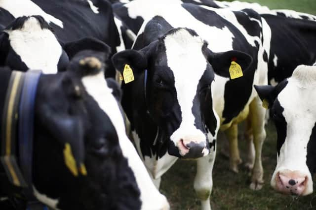 Cows graze in a field before being  milked at Home Farm near Sevenoaks.