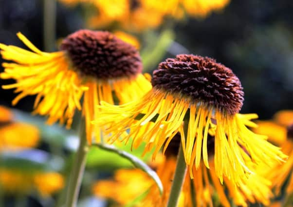 FINAL FLOURISH: Rudbeckia are getting ready to move to the compost bin.