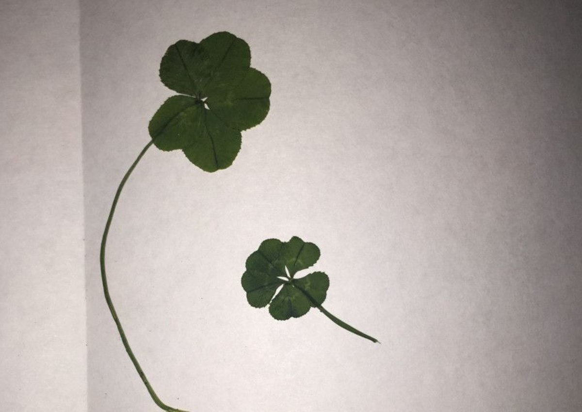 5 Leaf Clover Meaning: Luck, Rarity, & More