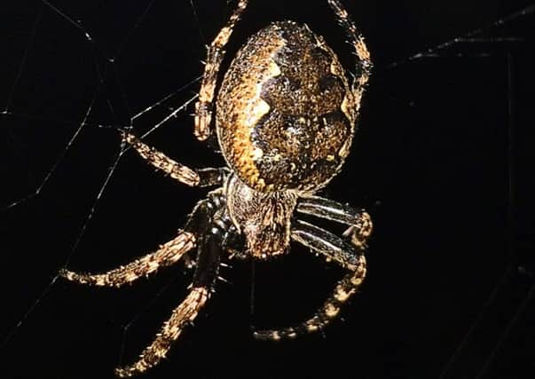 Despite his fear of spiders, Shaun McKenna found himself fascinated by one hard at work.