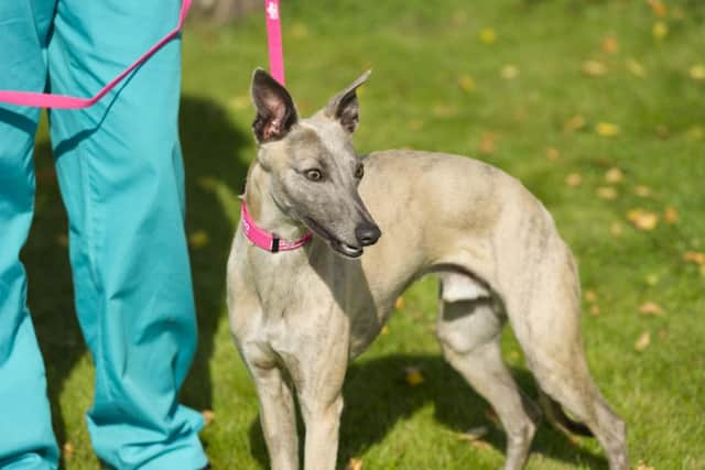 Whippet Blue almost died from organ failure after he wolfed down ecstasy tablets. He was cared for by PDSA head nurse Miriam Wilson