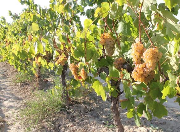 ALL GROW: Macabeo grapes and white chalky soil; inset below, grapes ready for fermentation.