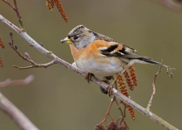 Brambling.  Credit Michael Ashforth