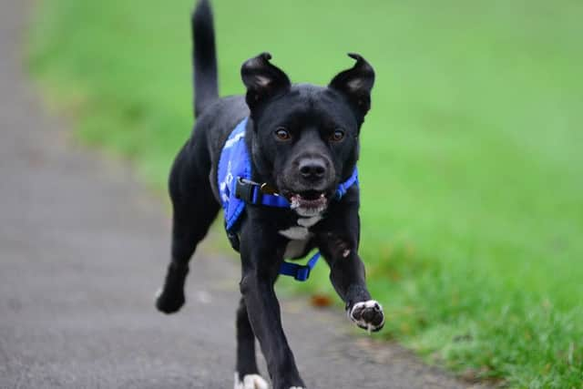 Rescue dog Oreo.
Picture: Scott Merrylees