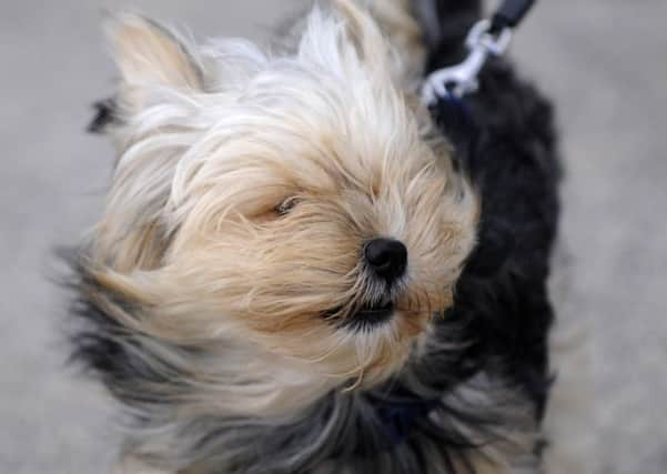 Chico the dog takes the full force of the winds