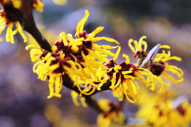 Witch hazel