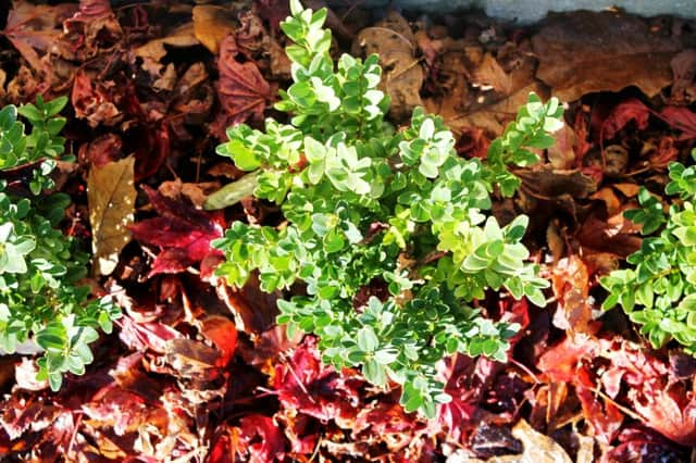 Tidy leaves from around the stems of plants