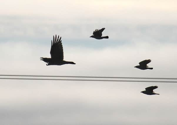 The raven has made a minor recovery in parts of Yorkshire, reports Roger Ratcliffe.