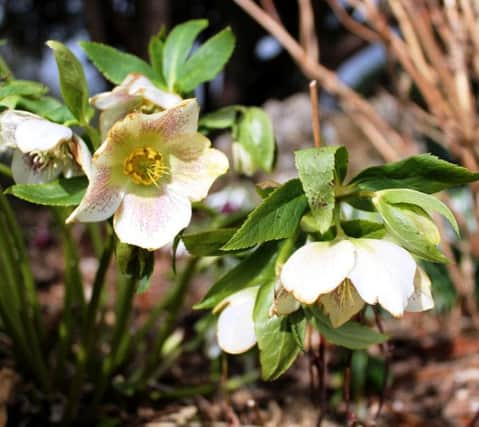 Hellebore