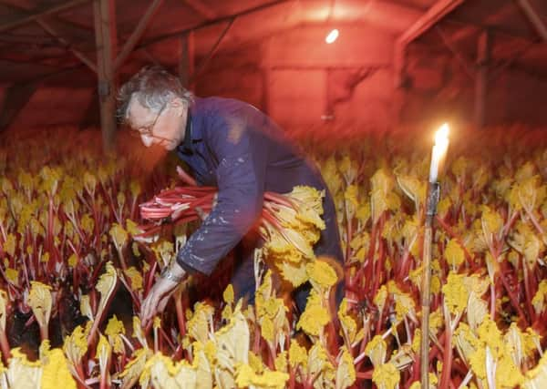 Rhubarb farmer David Asquith Â© Martin Parr/MAGNUM PHOTOS