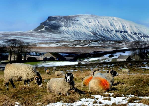 Are inconsiderate dog walkers putting sheep at risk?