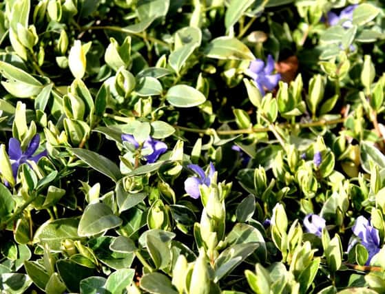 Vinca, aka perrywinkle