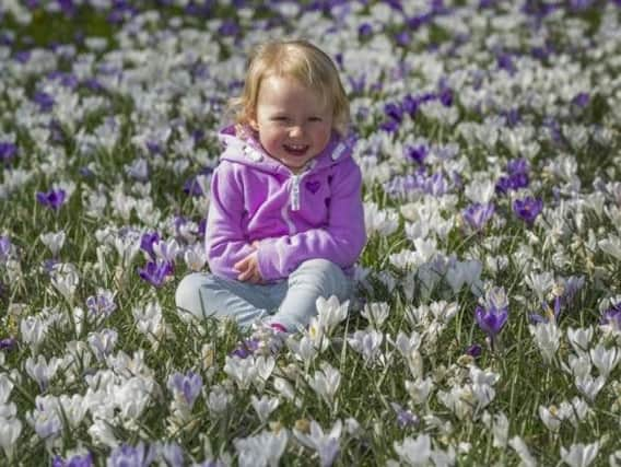 Sienna Tosney, 2, of Osmanthorpe, Leeds, amongst the crocuses at Temple Newsam, Leeds.