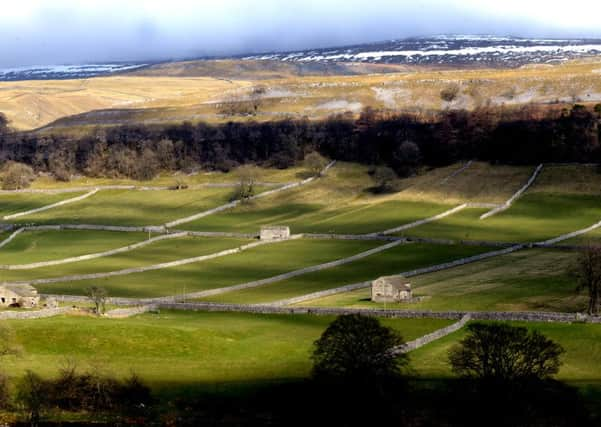 A Dales landscape, complete with stone wall.