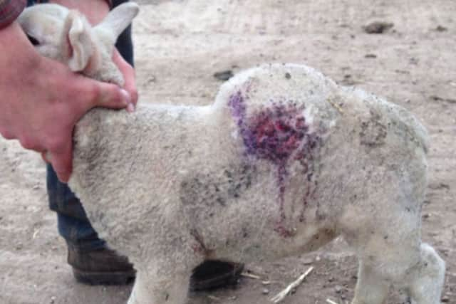 One of the lambs injured in the earlier shooting at Stoupers Gate Farm near Hatfield.