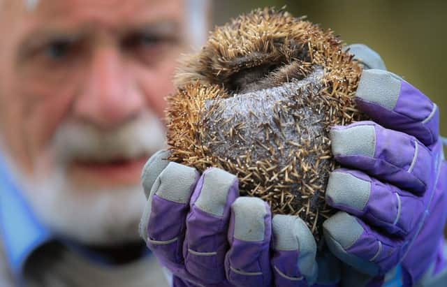 Frankie the hedgehog is being cared for by Allan Broadhead, of Barnsley. Picture: Ross Parry Agency