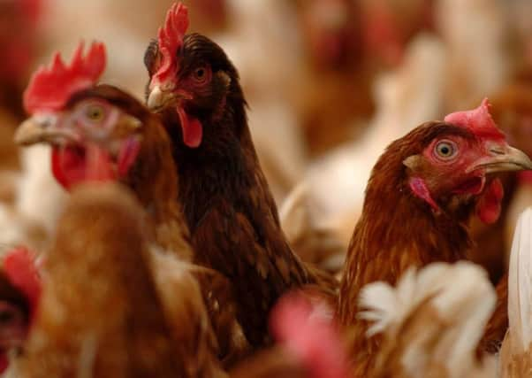 Poultry farm. Chris Radburn/PA Wire