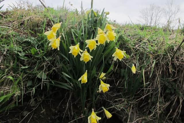 Farndale Daffodils Walk

Some of Farndales wild daffodils.