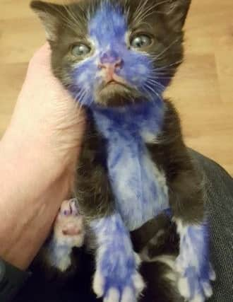 Kittens taken in by Bradford Cat watch had been coloured in, ready to be thrown to dogs. Picture: Ross Parry Agency