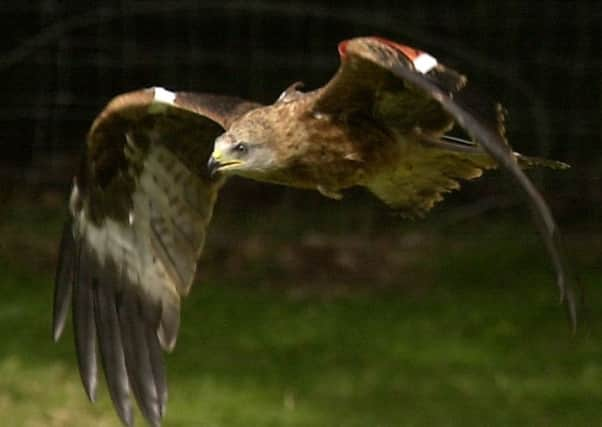 Red Kite